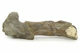 Fossil Hadrosaur (Maiasaura) Partial Femur w/ Stand - Montana #379910-6